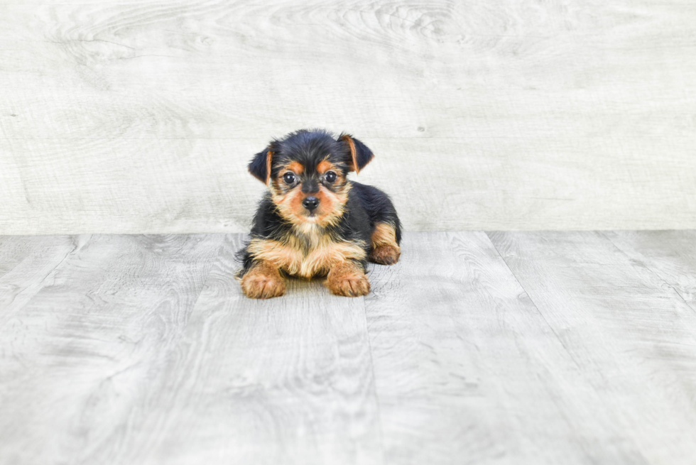 Meet Beyonce - our Yorkshire Terrier Puppy Photo 