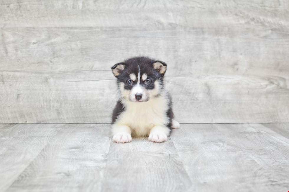 Pomsky Puppy for Adoption