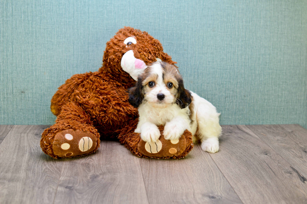 Cavachon Pup Being Cute