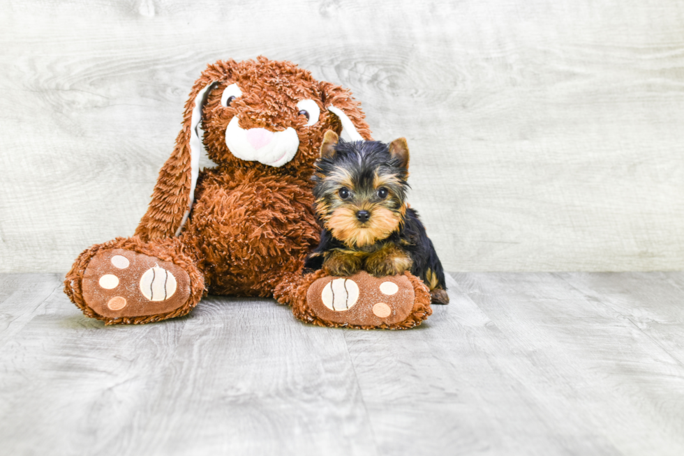 Meet Rebecca - our Yorkshire Terrier Puppy Photo 