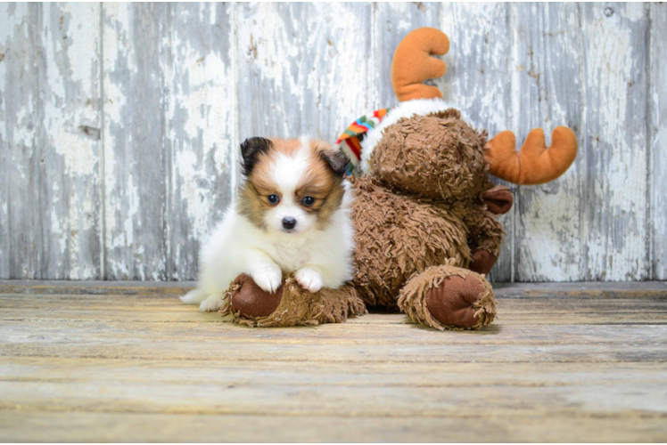 Hypoallergenic Pomeranian Baby