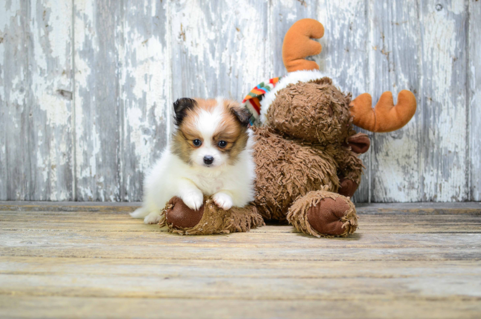 Hypoallergenic Pomeranian Baby