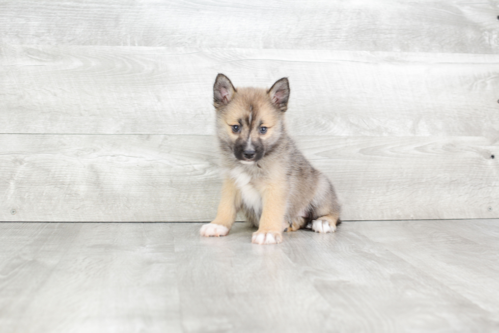 Popular Pomsky Designer Pup