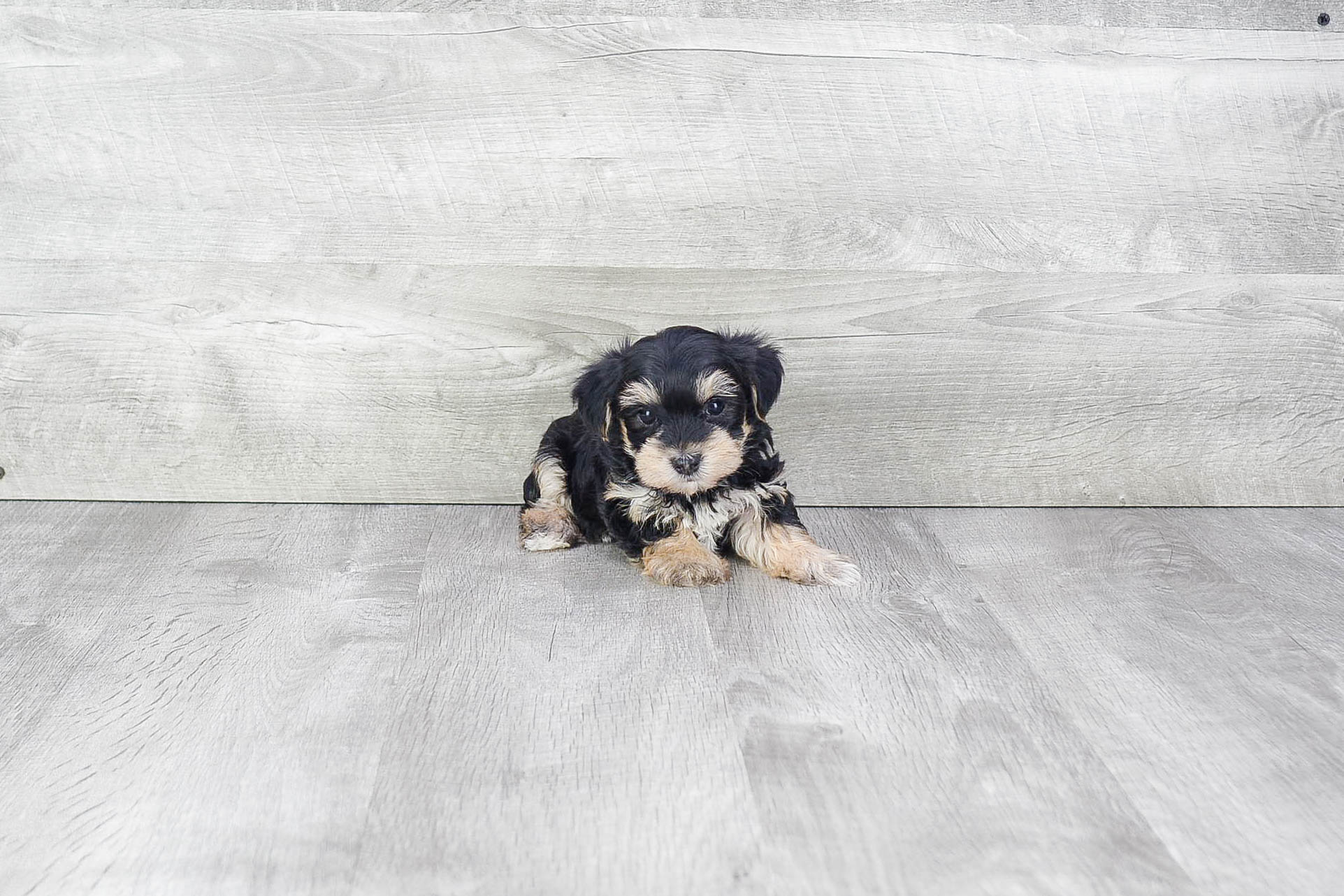 Best Morkie Baby