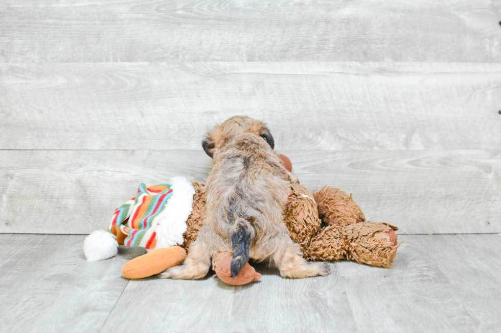 Maltipoo Pup Being Cute