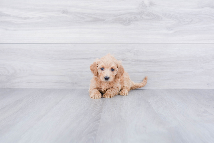 Best Mini Goldendoodle Baby