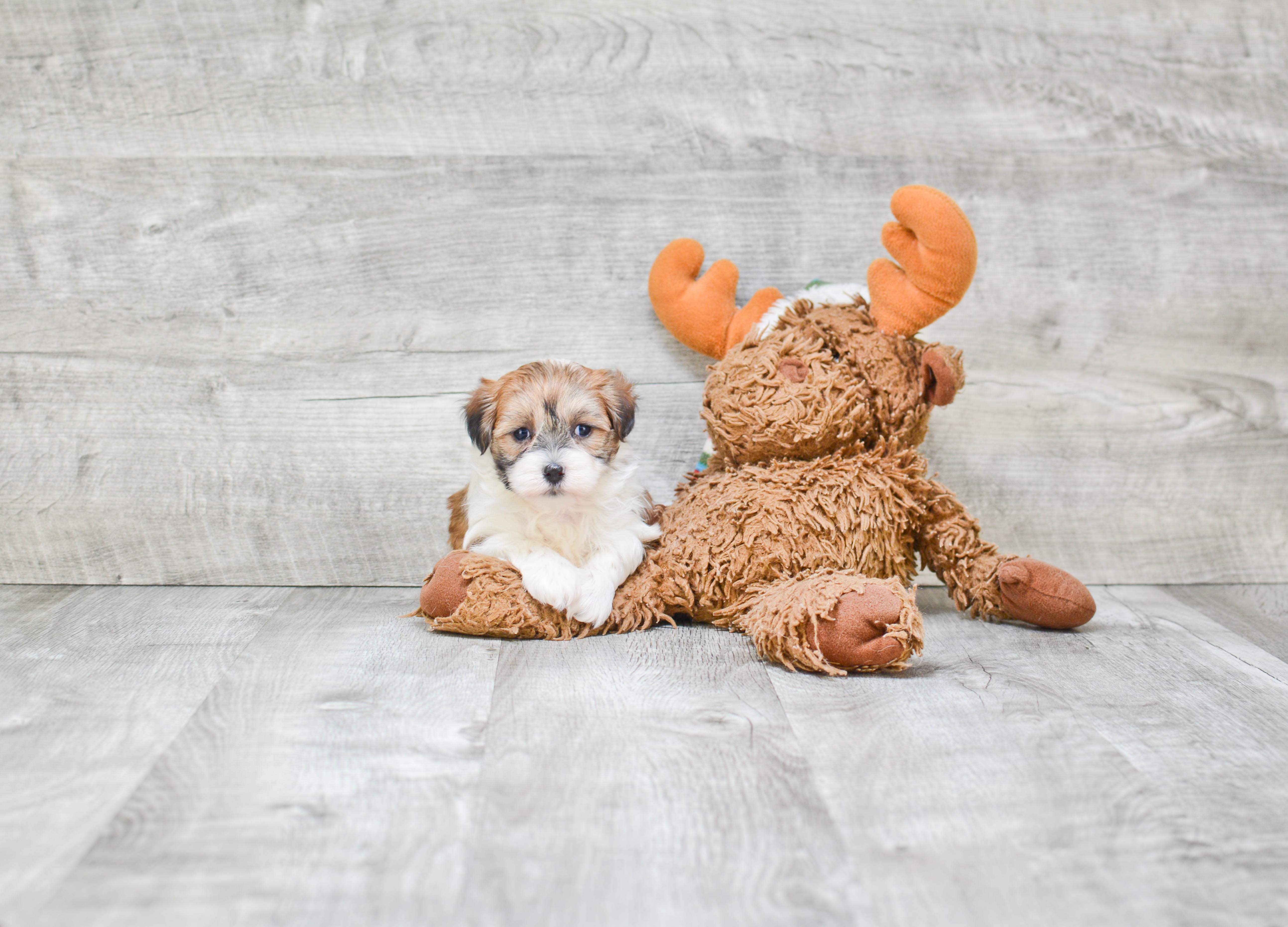 Adorable Shichon Designer Puppy