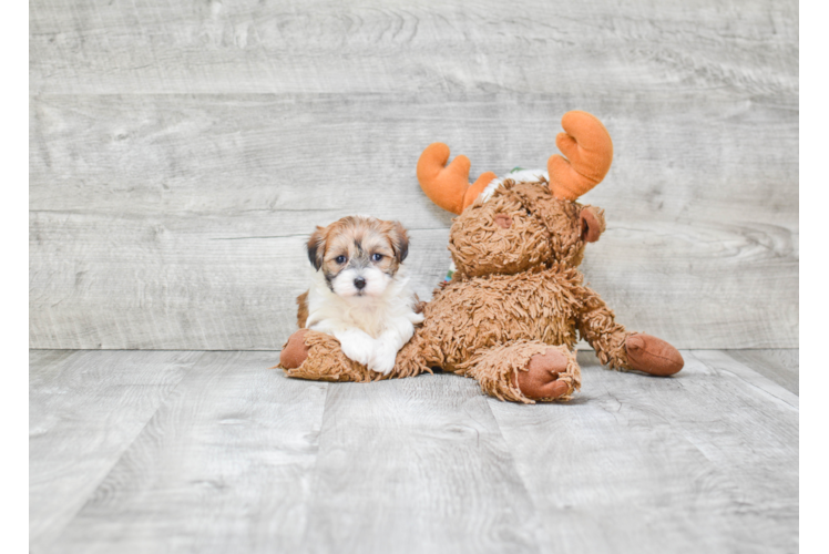 Adorable Shichon Designer Puppy