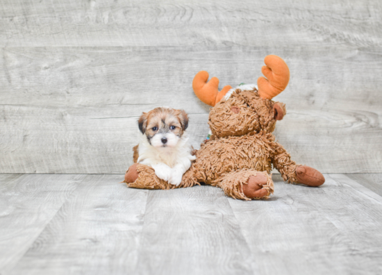 Adorable Shichon Designer Puppy