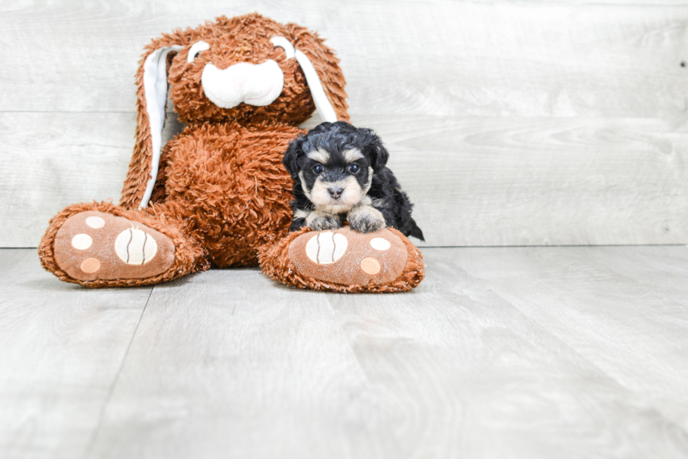 Best Maltipoo Baby