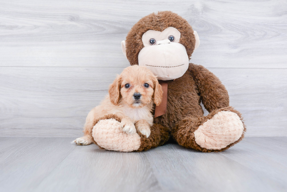 Adorable Cavalier Designer Puppy