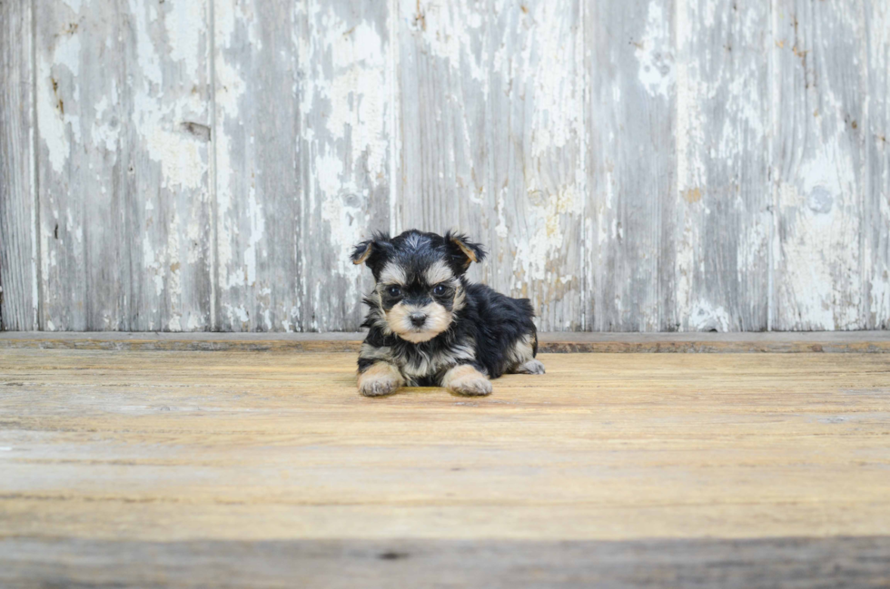 Morkie Pup Being Cute