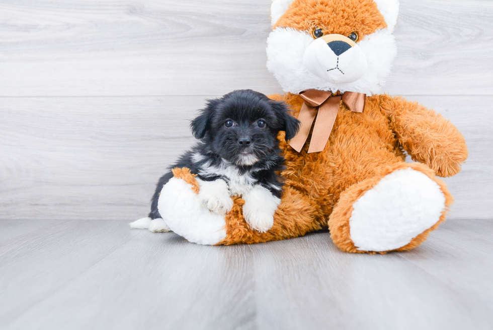 Popular Havanese Baby