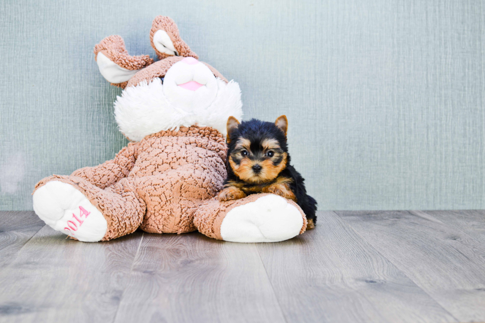 Meet Beckham - our Yorkshire Terrier Puppy Photo 