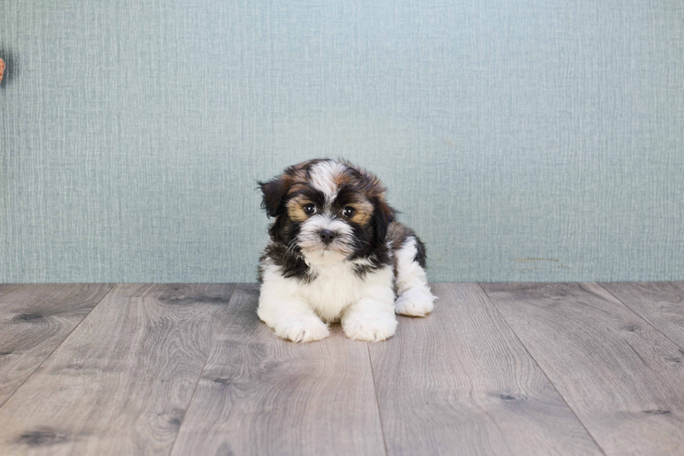 Popular Havanese Purebred Pup