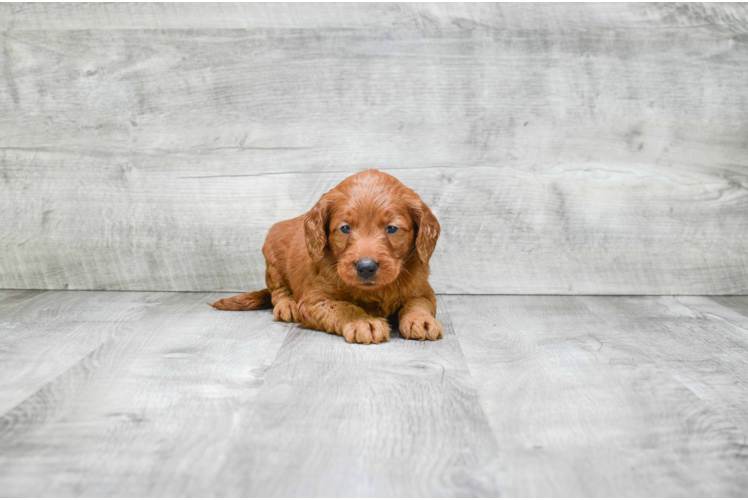 Best Mini Goldendoodle Baby