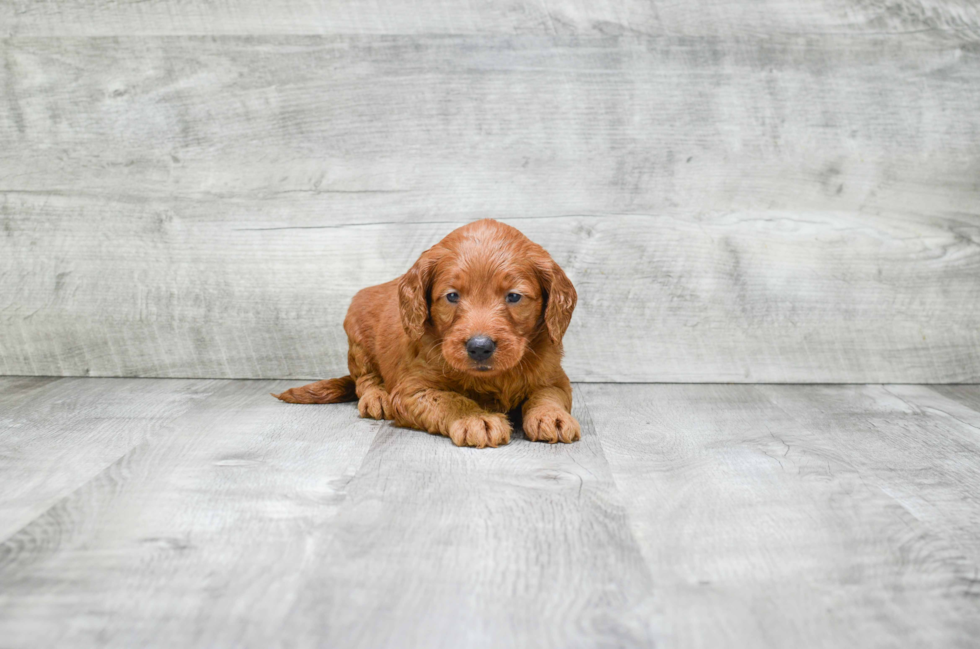 Best Mini Goldendoodle Baby