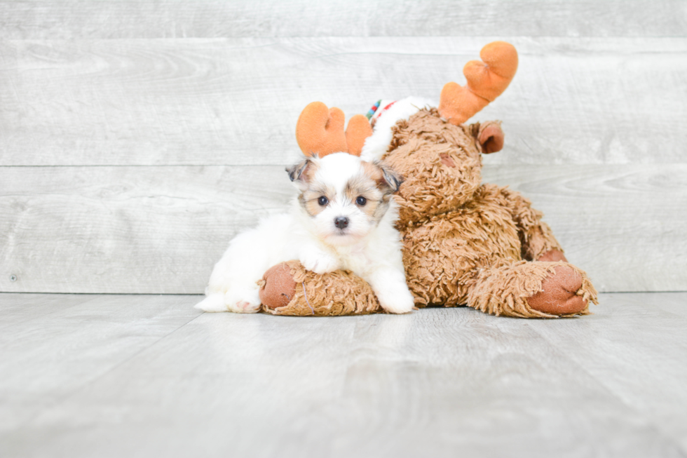 Maltipom Pup Being Cute