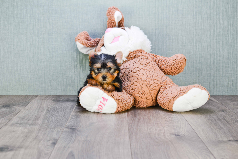 Meet Giselle - our Yorkshire Terrier Puppy Photo 