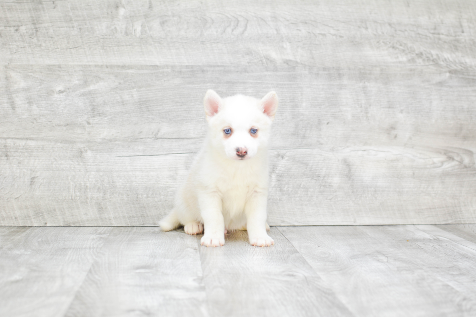 Fluffy Pomsky Designer Pup