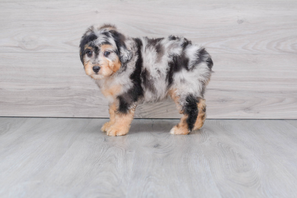 Playful Aussiepoo Poodle Mix Puppy