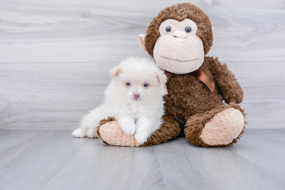 Popular Pomeranian Baby