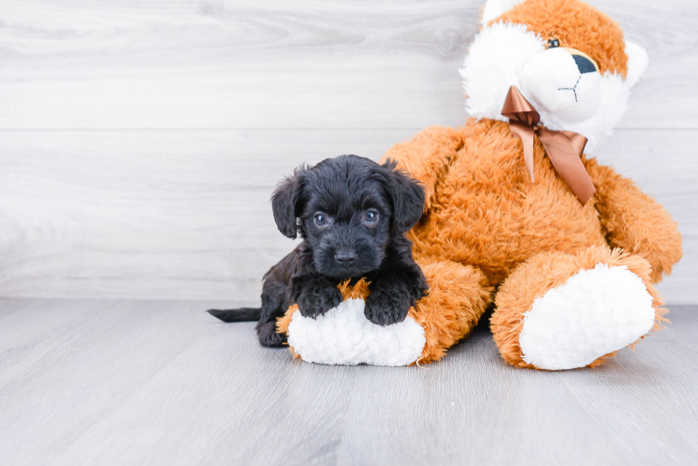 Pomeranian Pup Being Cute