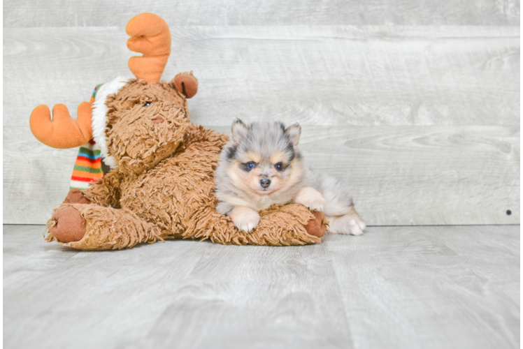 Funny Pomeranian Baby