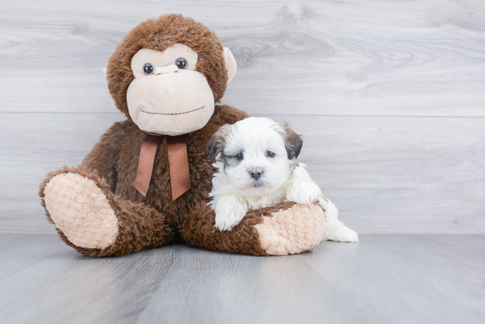 Teddy Bear Pup Being Cute