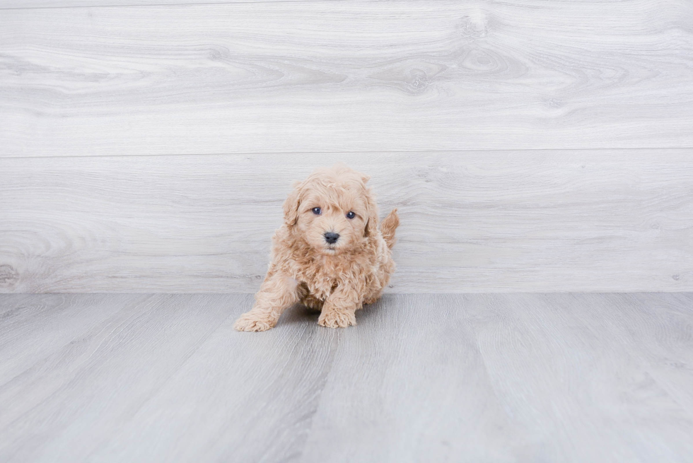 Best Cavapoo Baby