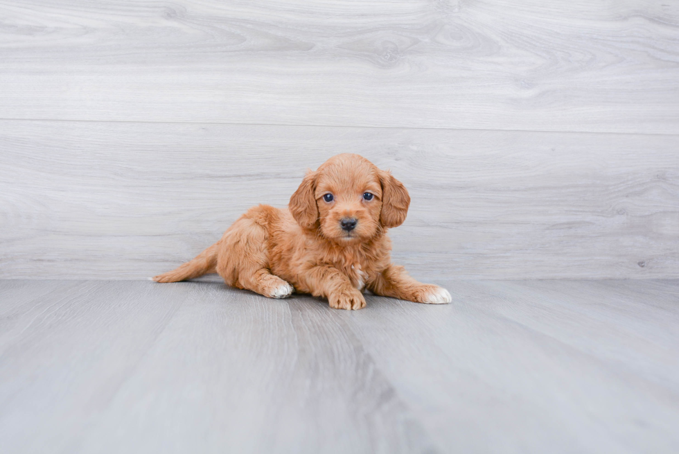 Mini Goldendoodle Pup Being Cute