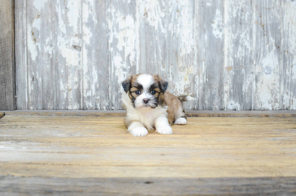 Sweet Teddy Bear Baby