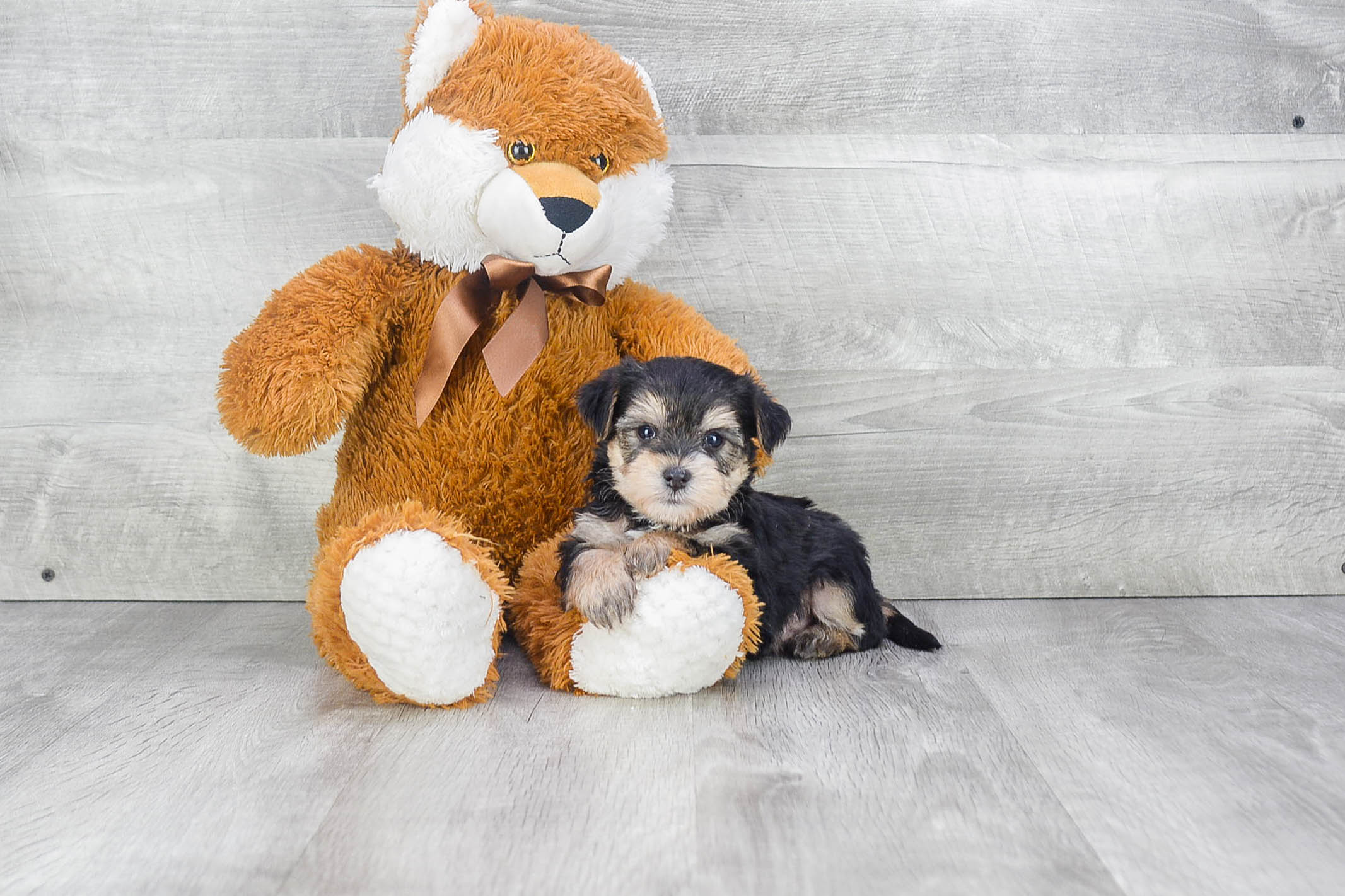Adorable Yorkie Designer Puppy
