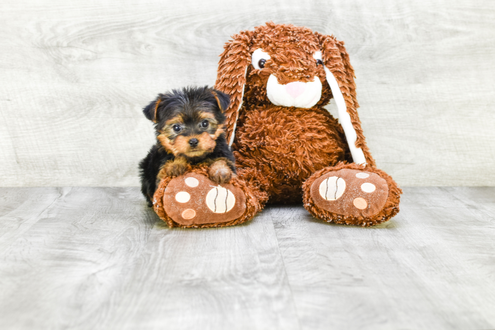 Meet Twinkle - our Yorkshire Terrier Puppy Photo 