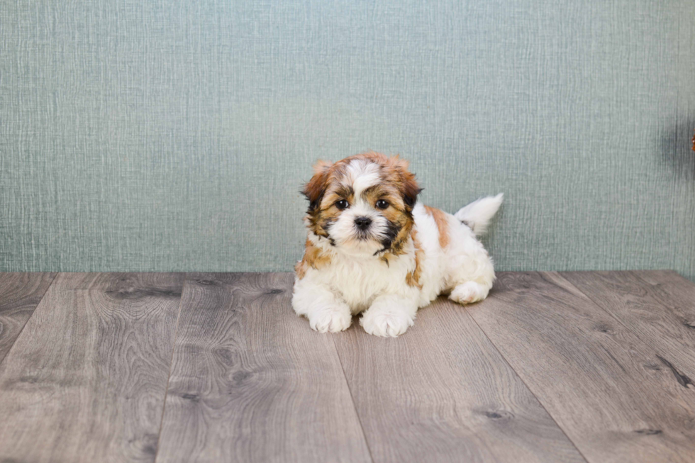 Fluffy Teddy Bear Designer Pup