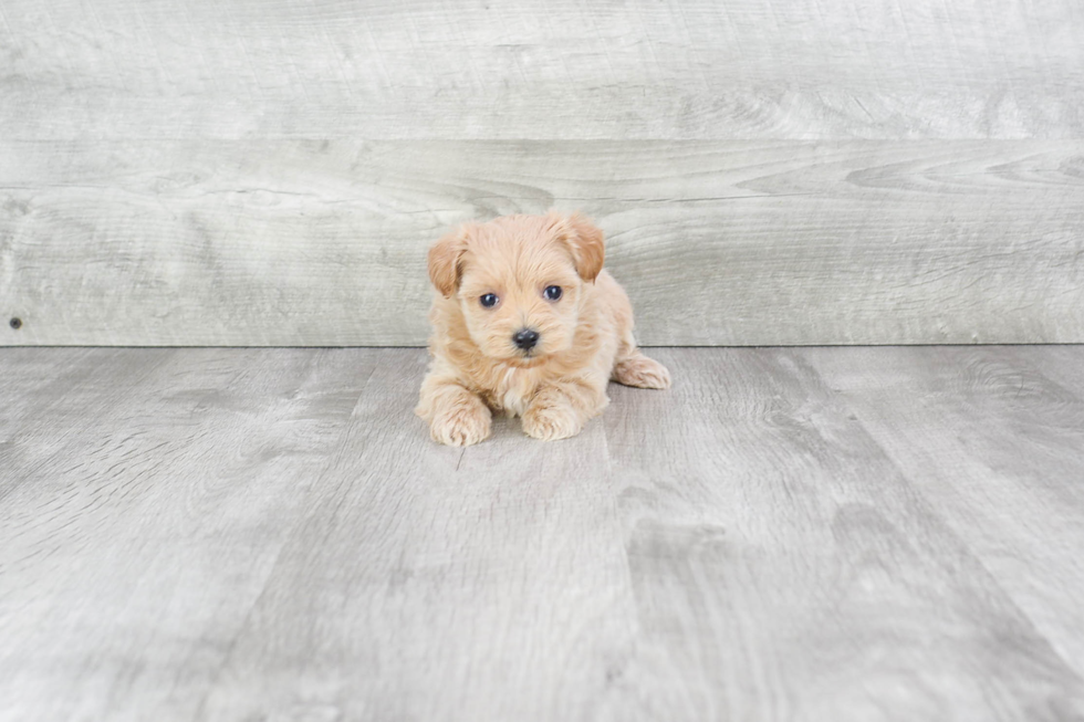 Playful Maltese Poodle Poodle Mix Puppy