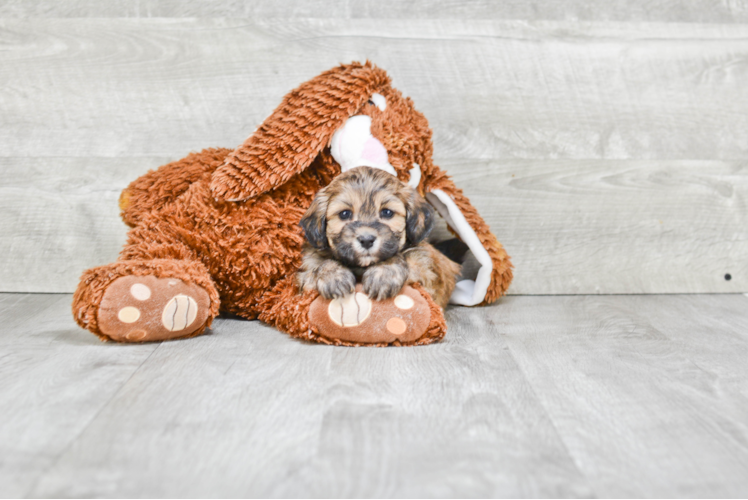 Teddy Bear Puppy for Adoption