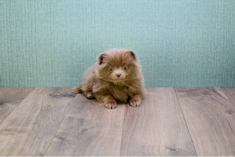 Cute Pomeranian Purebred Puppy