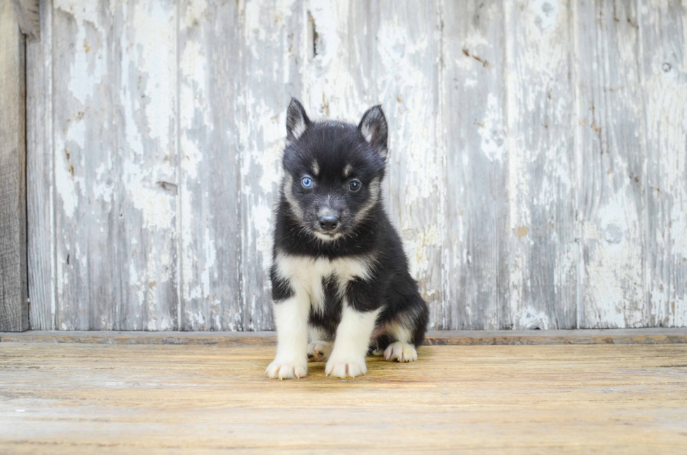 Cute Pomsky Baby