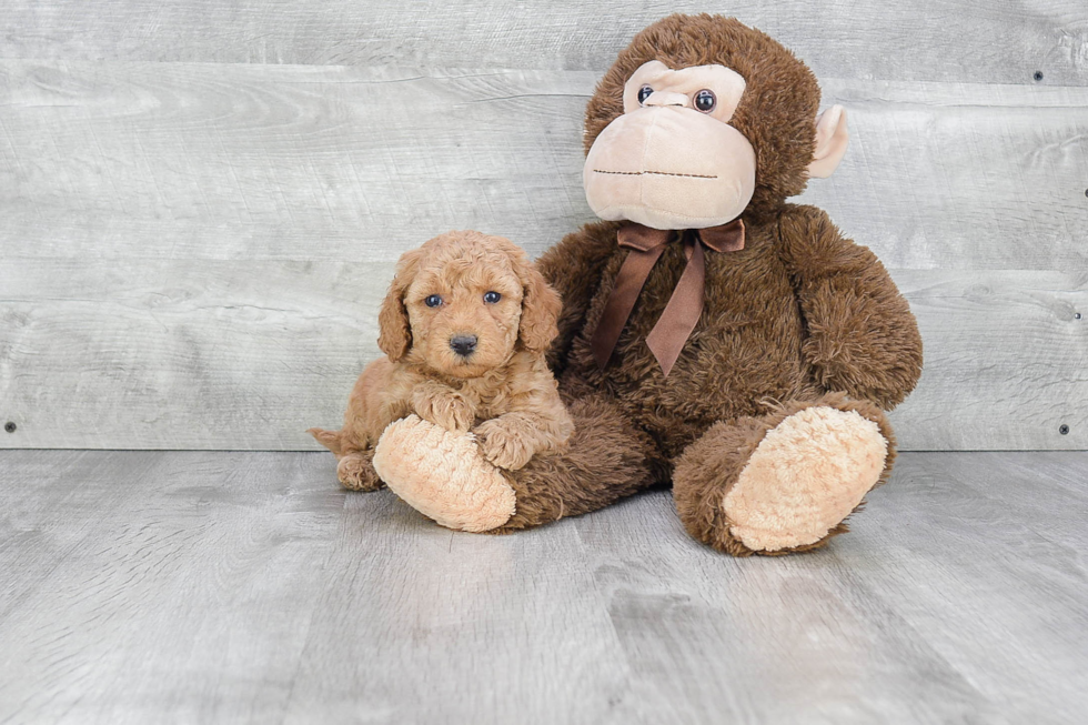 Mini Goldendoodle Puppy for Adoption