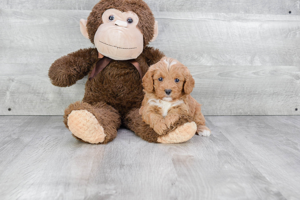 Cavapoo Pup Being Cute