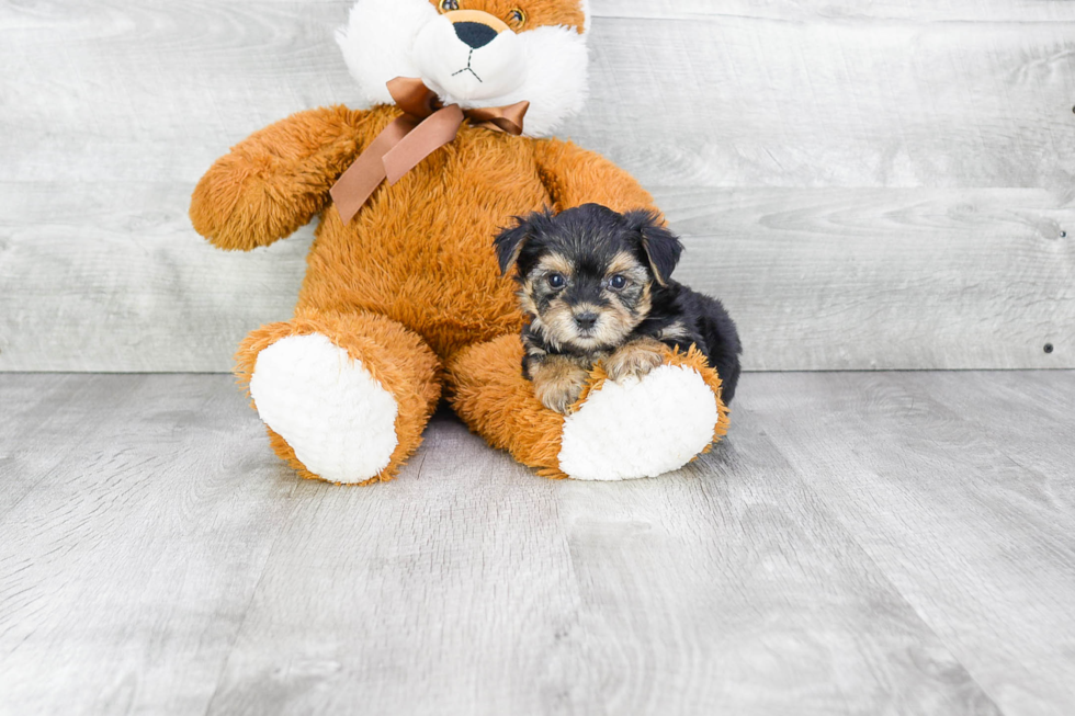 Happy Morkie Baby