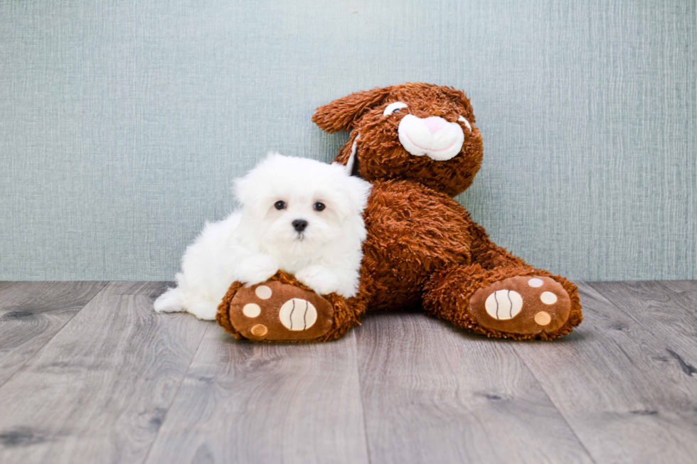 Maltese Pup Being Cute