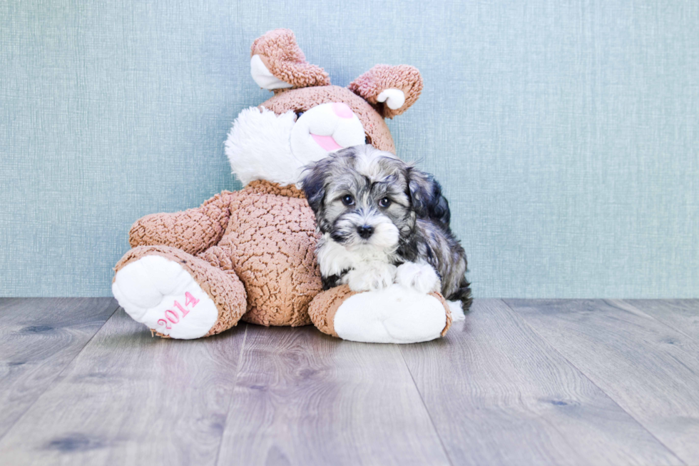 Havanese Puppy for Adoption