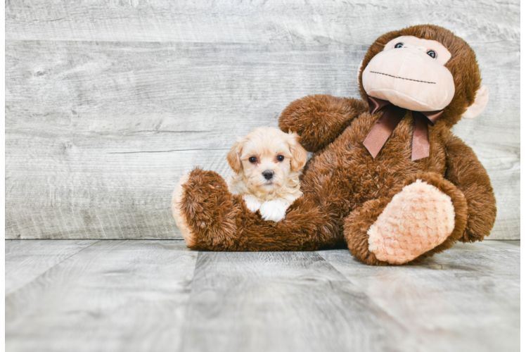 Best Maltipoo Baby