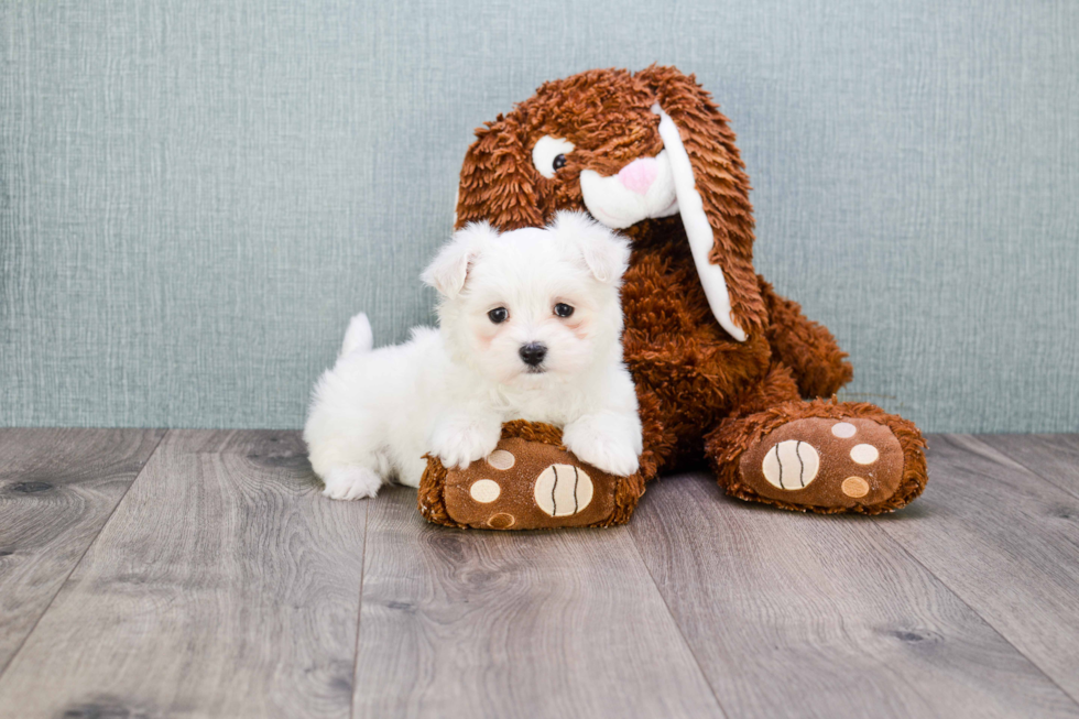 Popular Maltipoo Poodle Mix Pup