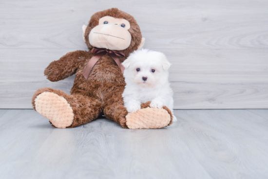 Maltese Pup Being Cute