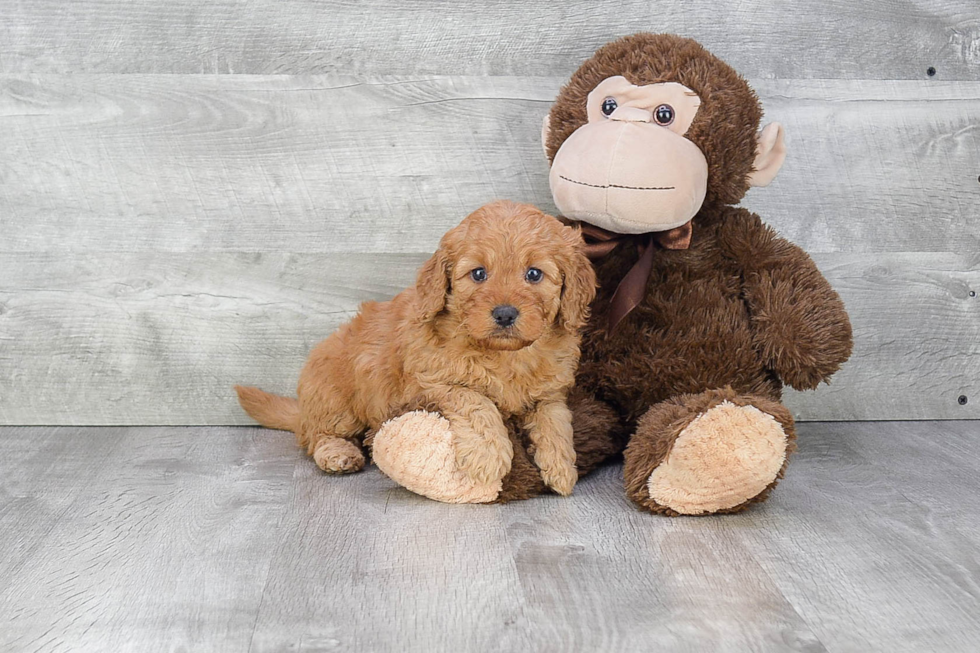 Funny Mini Goldendoodle Poodle Mix Pup