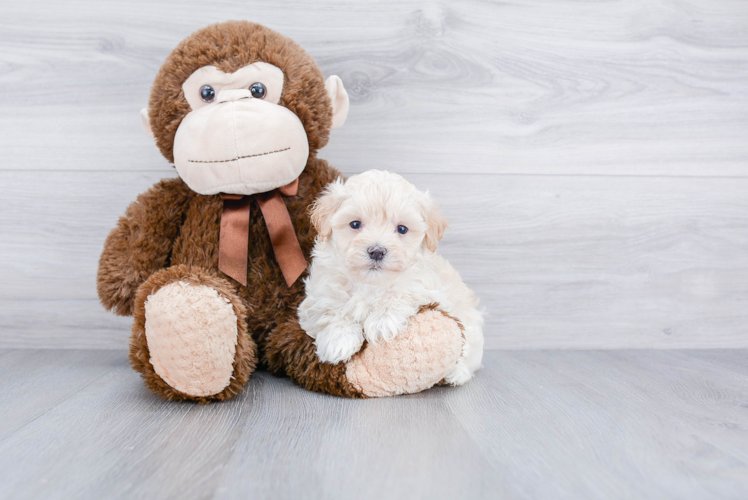 Friendly Maltipoo Baby