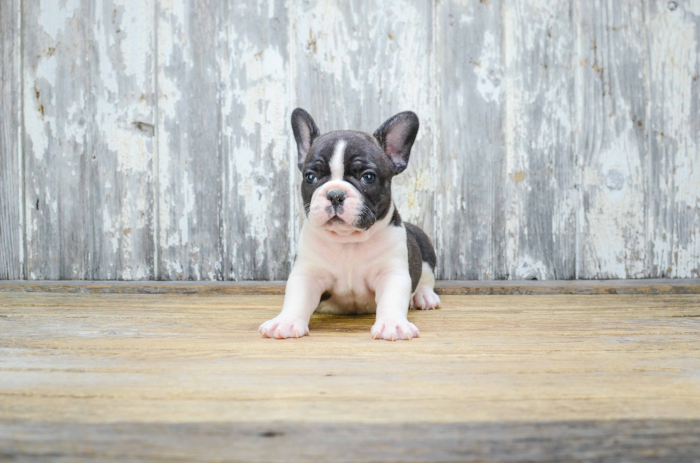 Best French Bulldog Baby